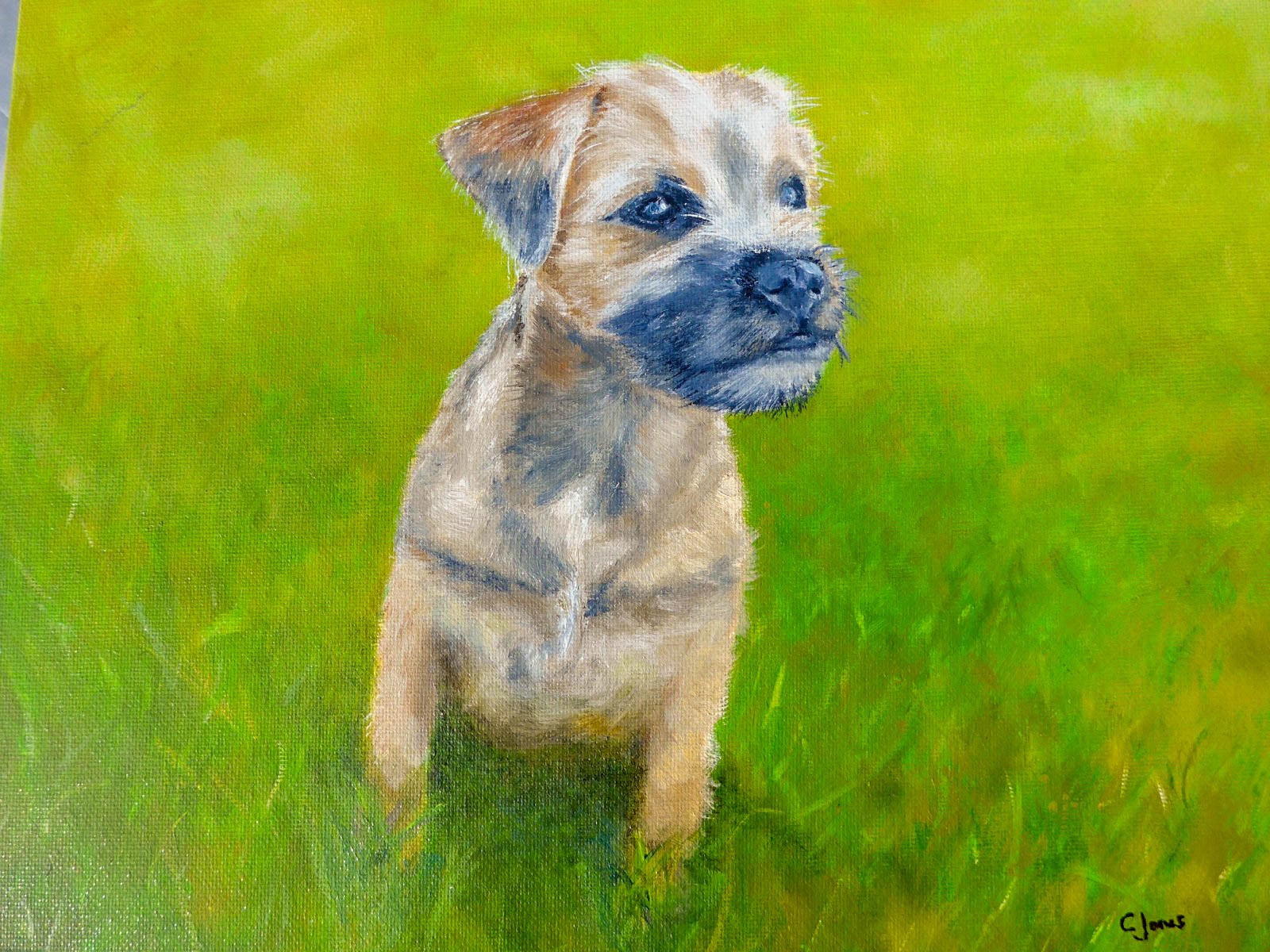 Border Terrier Puppy