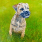 Border Terrier Puppy