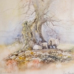 Sheep in Swaledale